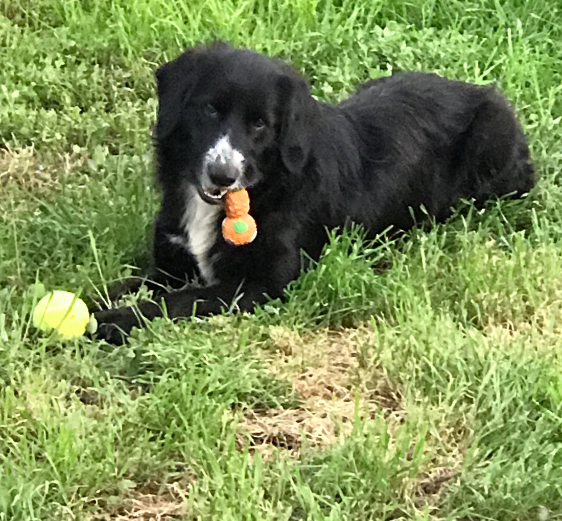 Hydratation chien & chat : pourquoi une fontaine filtrante change tout (+histoire vraie de Chipie ❤️)