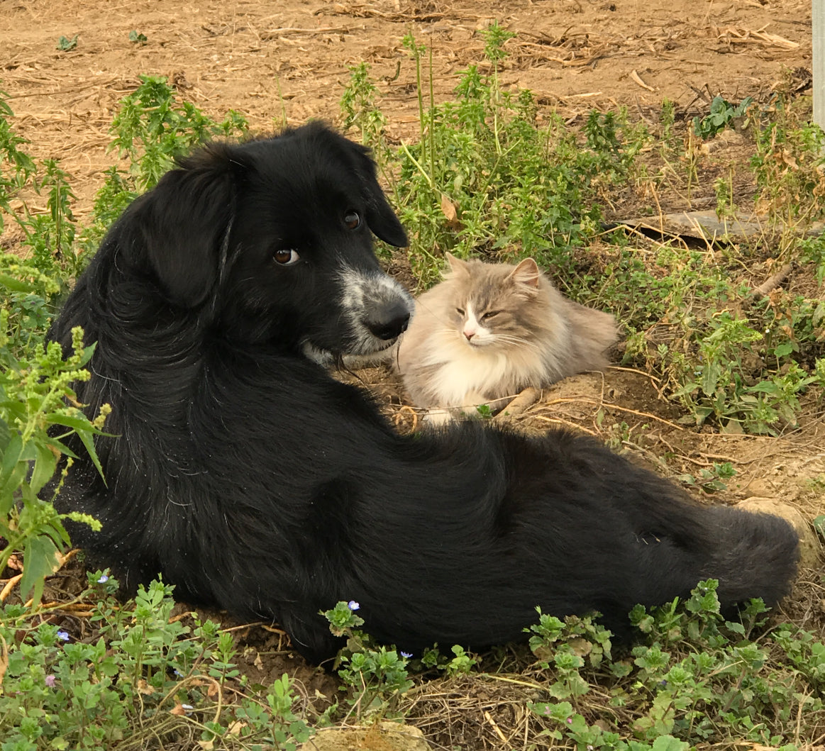 Fontaine filtrante 3,2L Chipie❤️ — eau pure, toujours fraîche —idéale Chien & chats