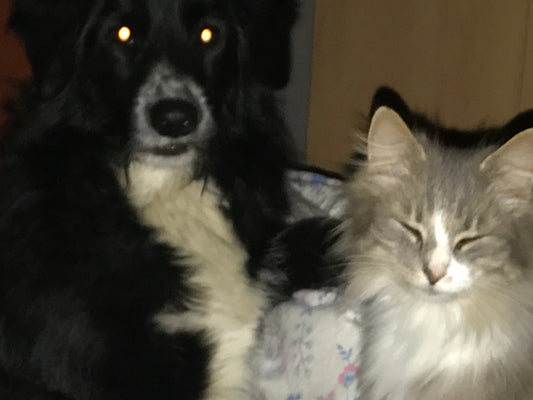 🐾 Retrouver son animal : pourquoi j’ai choisi ce traqueur plutôt qu’un GPS classique