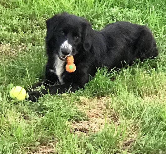 Hydratation chien & chat : pourquoi une fontaine filtrante change tout (+histoire vraie de Chipie ❤️)