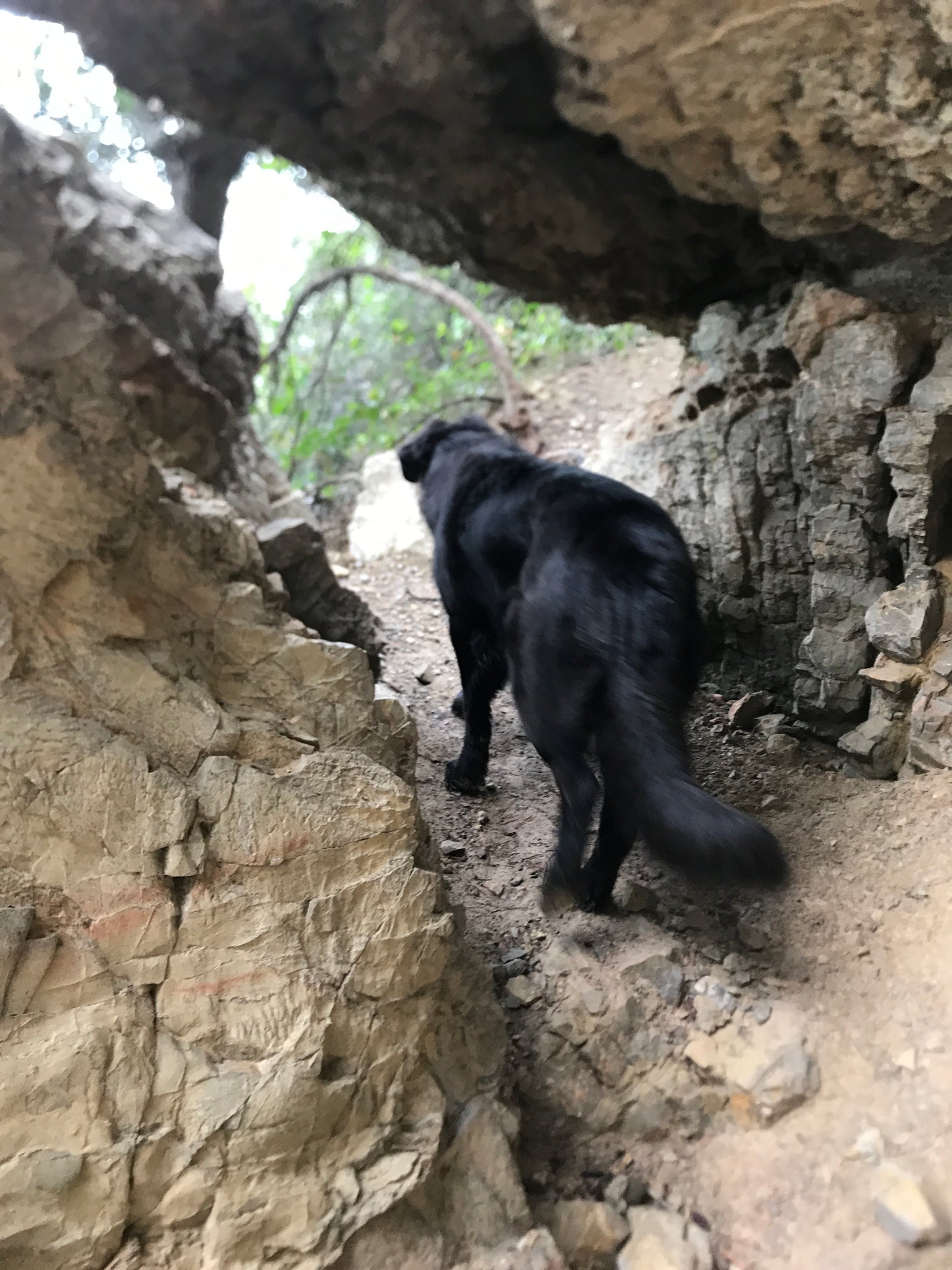 🛰️ Traceur intelligent Chipie ❤️ – Sécurité mondiale pour chiens & chats
