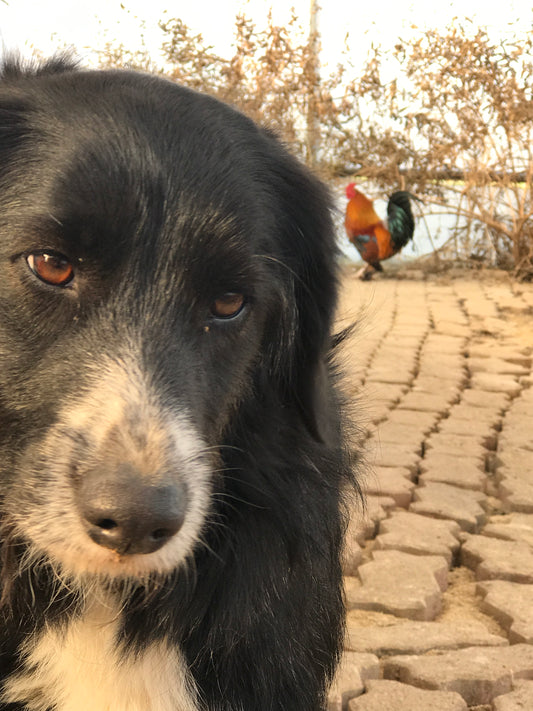 Signalement – Chipie (perdue à Saint-Cyr-sur-Mer)