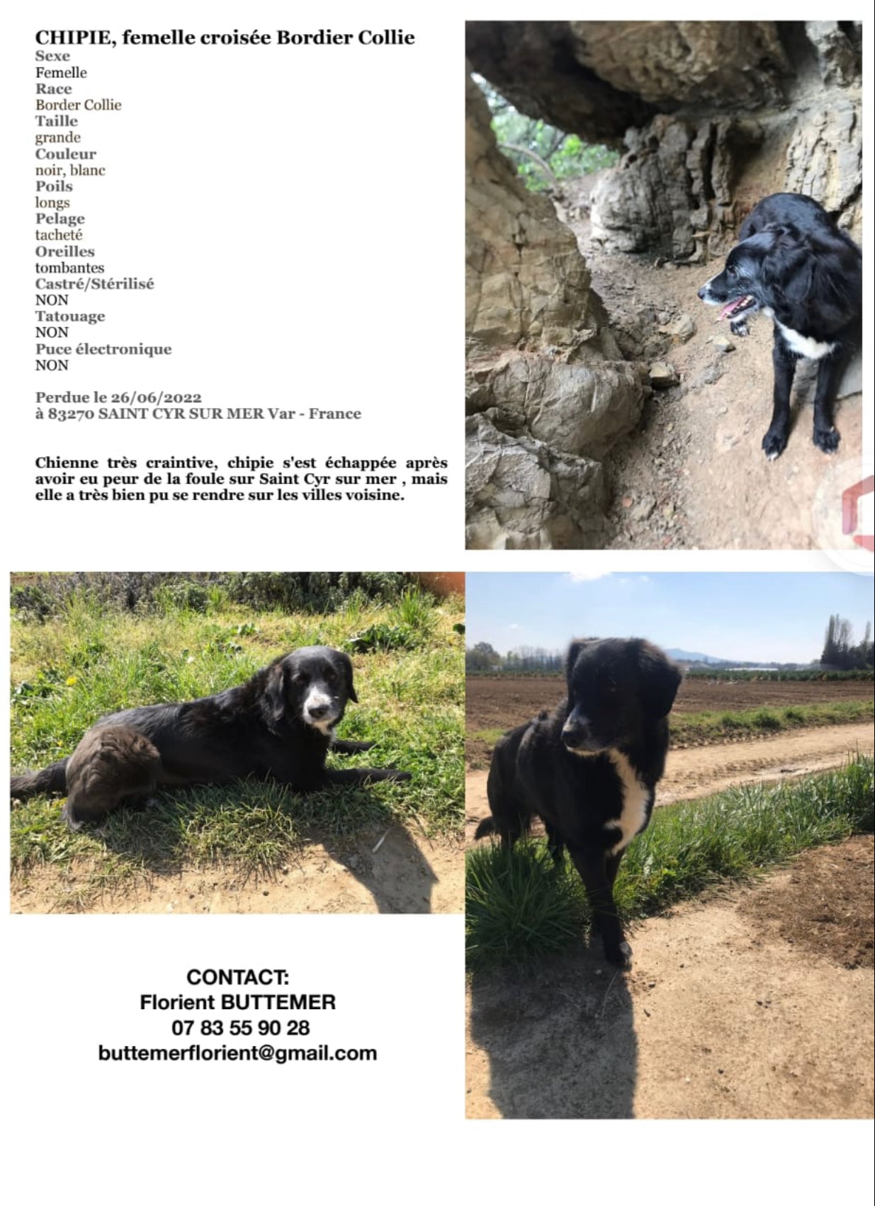 Signalement – Chipie (perdue à Saint-Cyr-sur-Mer)